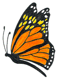 butterfly