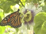 Monarch Butterfly