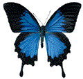 butterfly