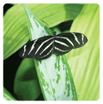 Zebra Longwing Butterfly