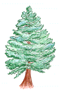 pine